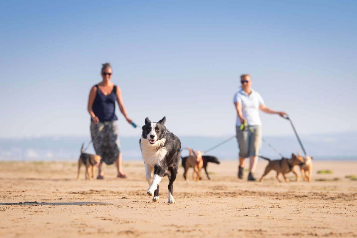 Saunton Beach Villas multiple dogs being walked on a sandy beach with blue skies